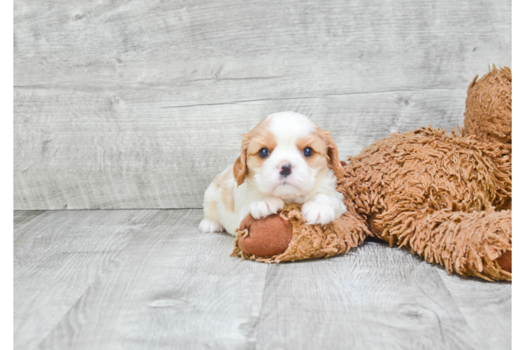 Little Cavalier King Charles Spaniel Purebred Pup