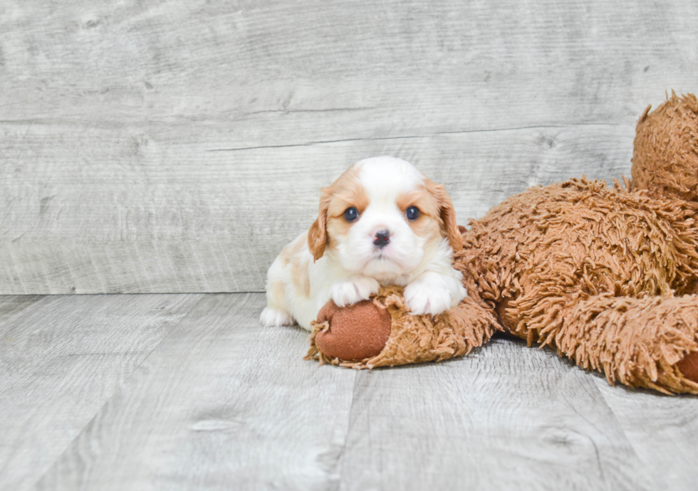 Little Cavalier King Charles Spaniel Purebred Pup