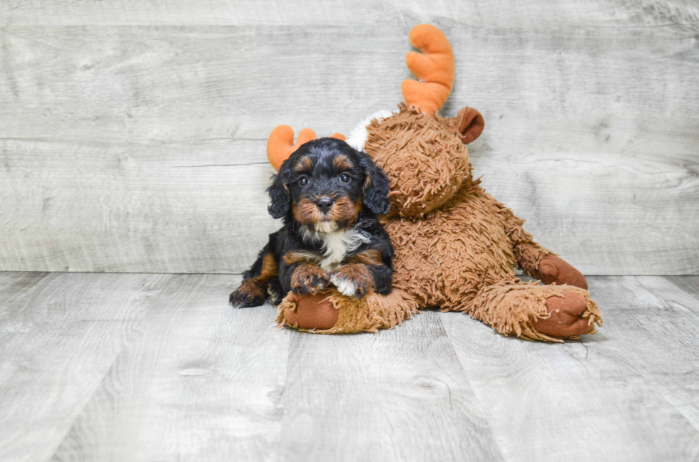 Cute Mini Bernedoodle Baby