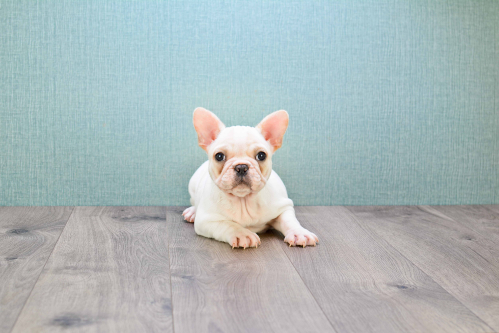 Best French Bulldog Baby