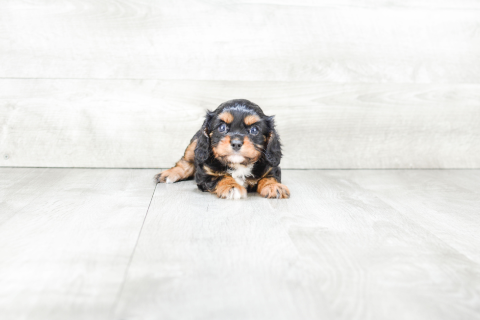 Friendly Cavalier King Charles Spaniel Purebred Pup