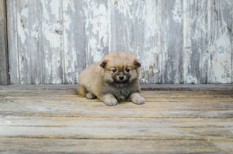 Funny Pomeranian Purebred Pup