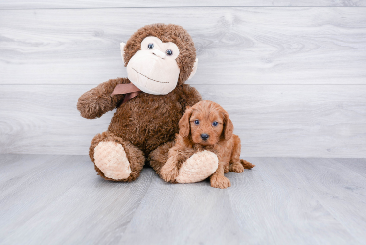 Small Cavapoo Baby