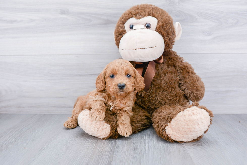 Happy Cockapoo Baby