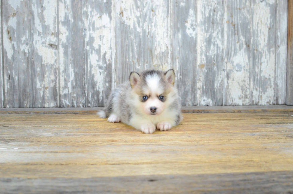 Best Pomsky Baby