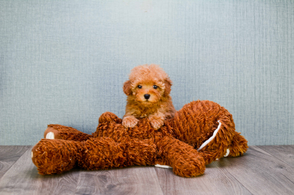 Best Cavapoo Baby