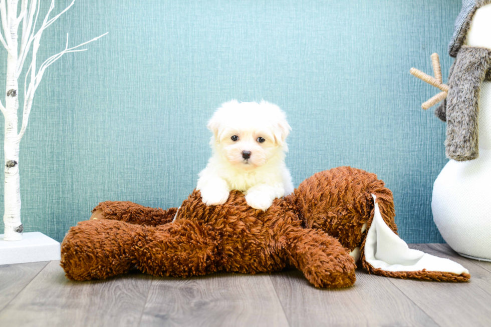 Playful Maltepoo Poodle Mix Puppy