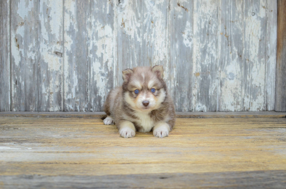 Pomsky Puppy for Adoption