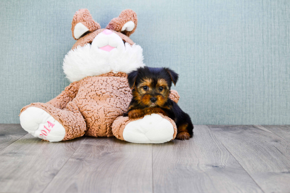 Meet Timmy - our Yorkshire Terrier Puppy Photo 