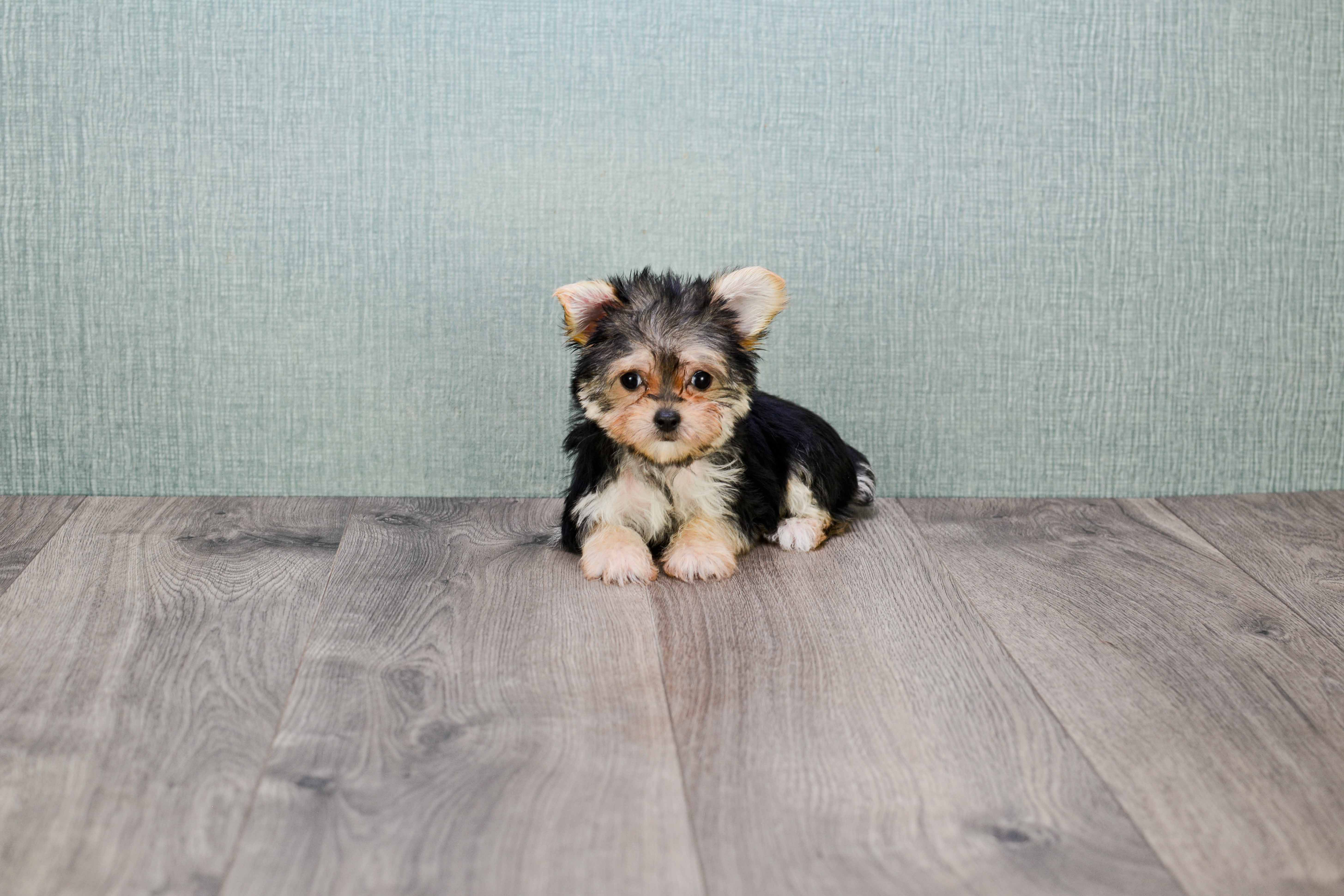 Petite Morkie Designer Pup