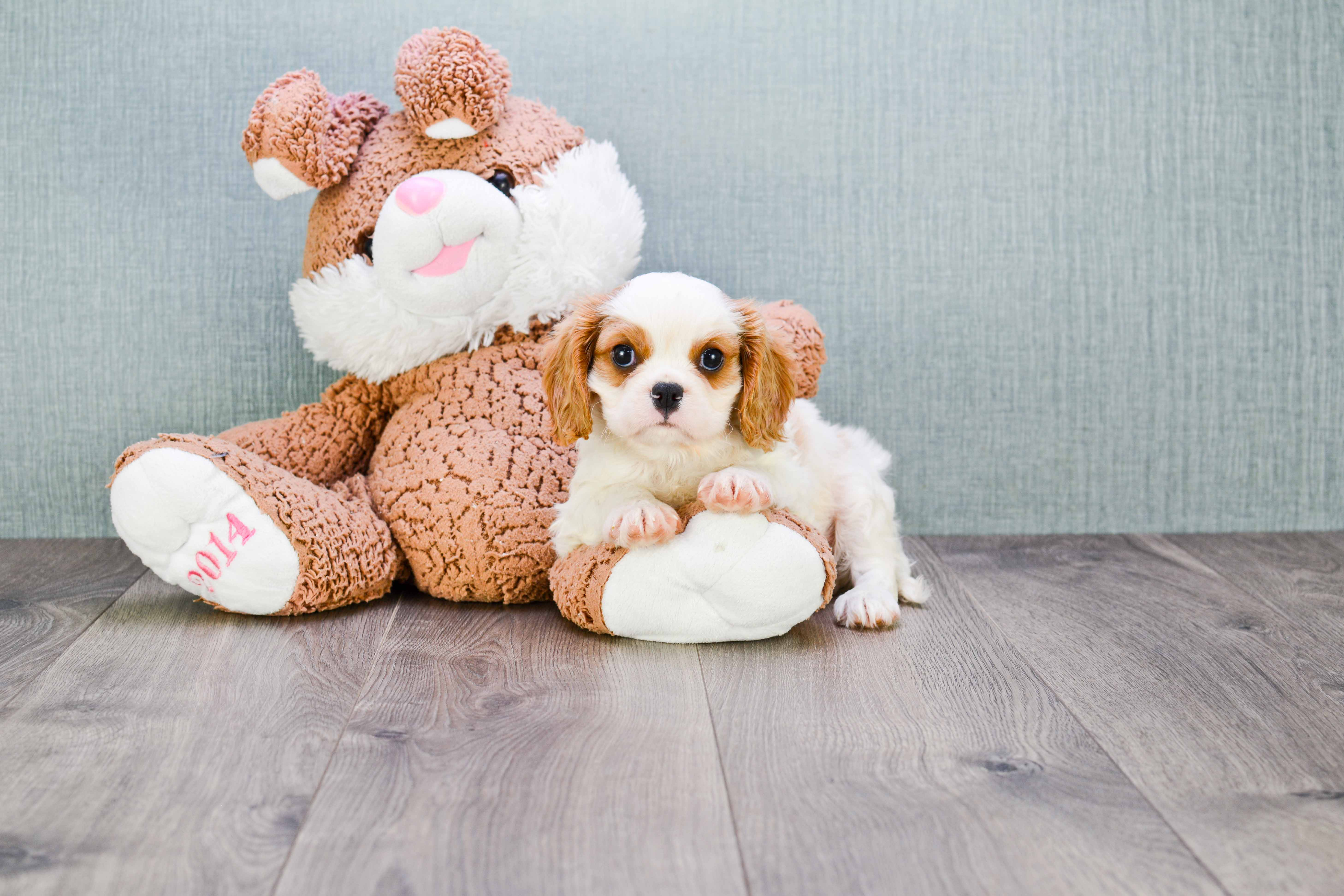 Little Cavalier King Charles Spaniel Purebred Pup