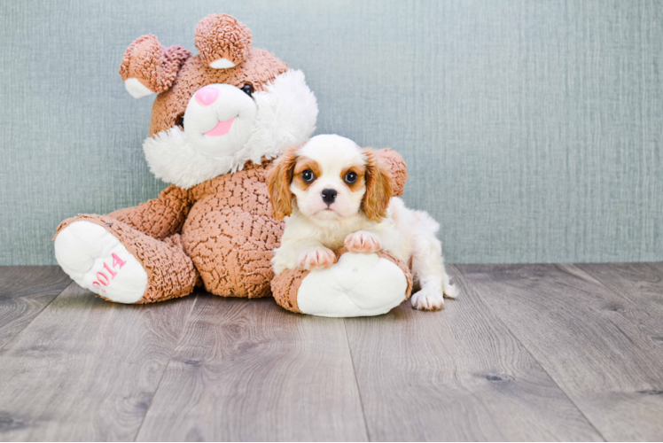 Little Cavalier King Charles Spaniel Purebred Pup