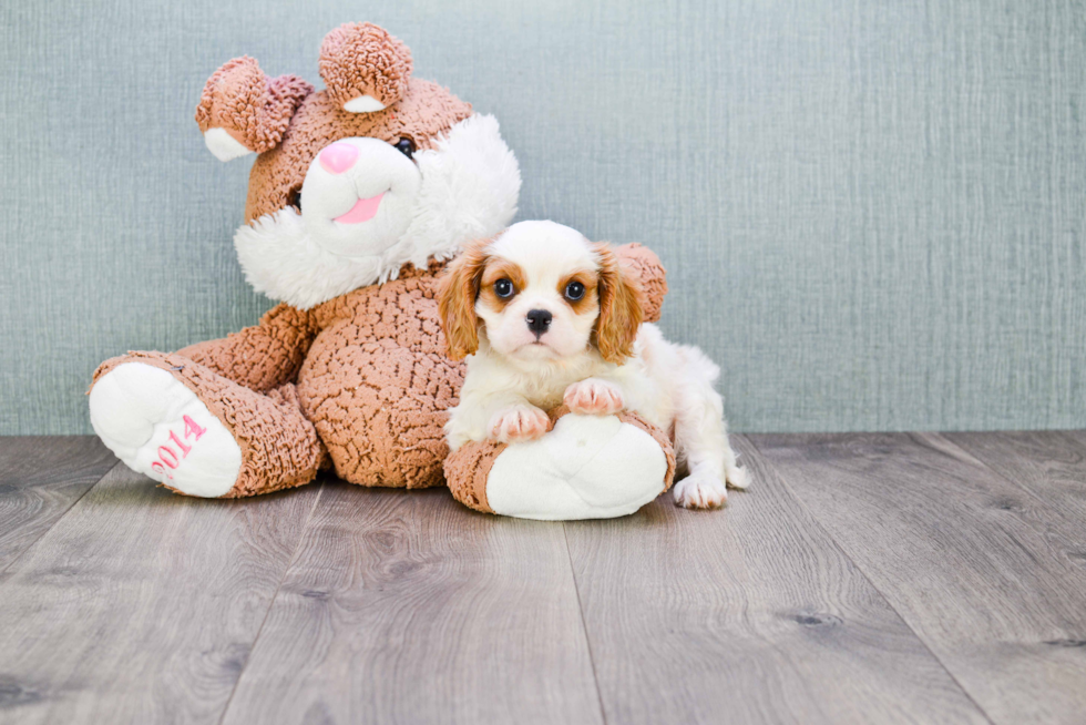 Little Cavalier King Charles Spaniel Purebred Pup