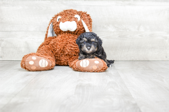 Playful Havanese Baby