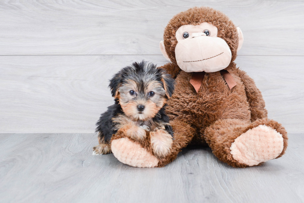 Meet Giselle - our Yorkshire Terrier Puppy Photo 