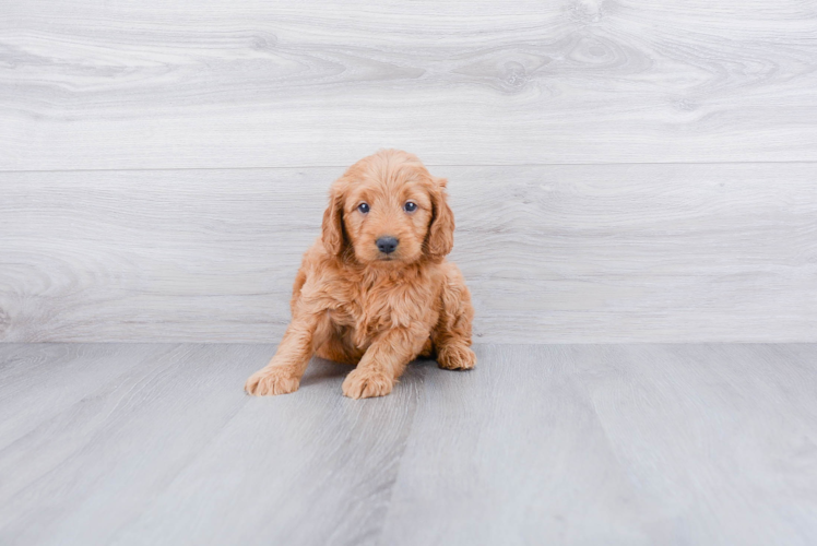 Mini Goldendoodle Pup Being Cute