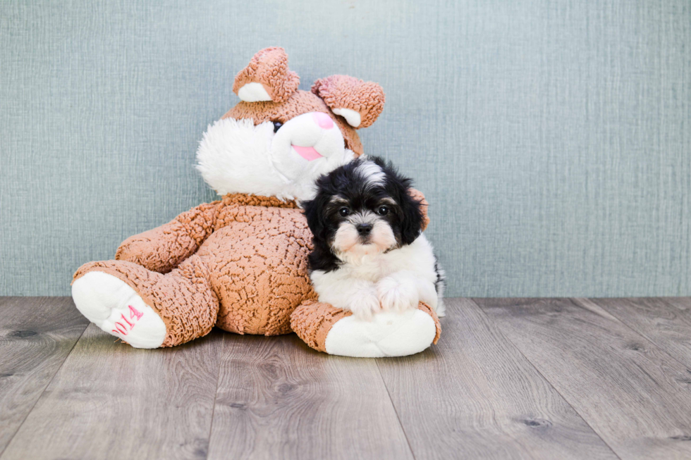 Funny Teddy Bear Designer Pup