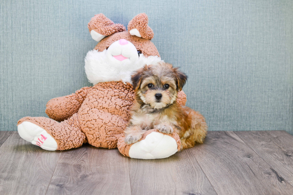 Friendly Morkie Baby