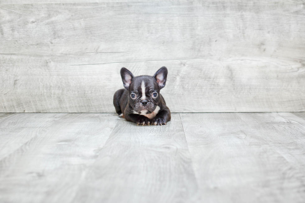 Best French Bulldog Baby