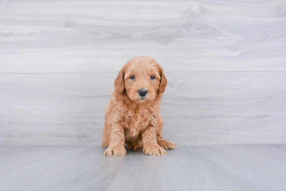 Mini Goldendoodle Pup Being Cute