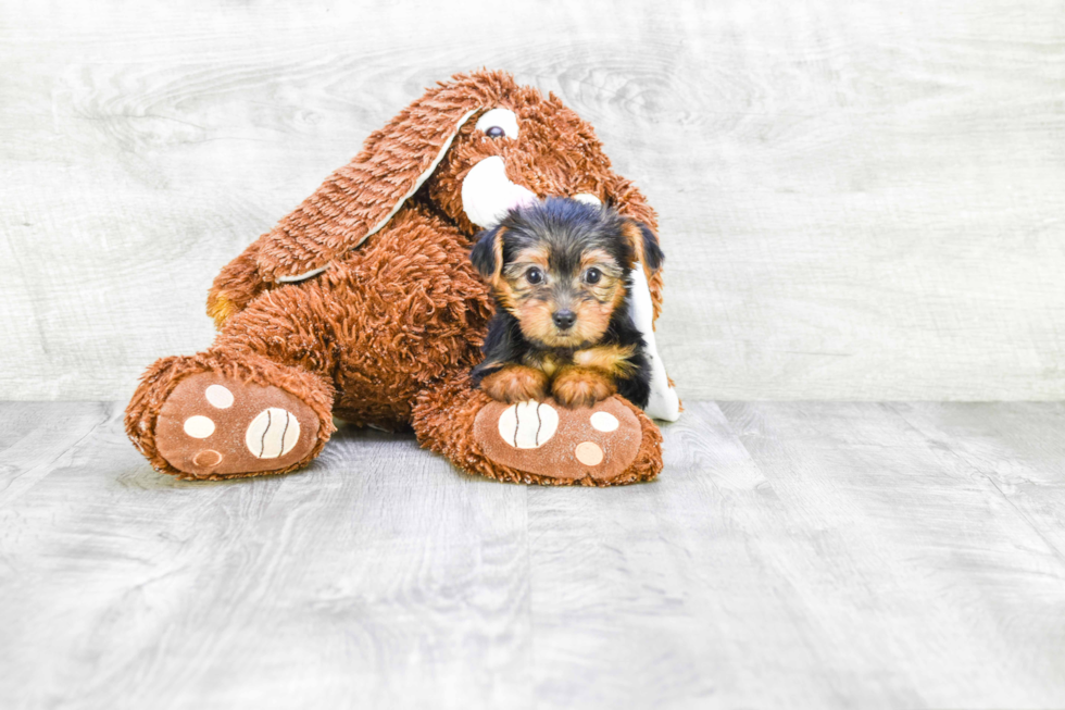 Meet Fiona - our Yorkshire Terrier Puppy Photo 