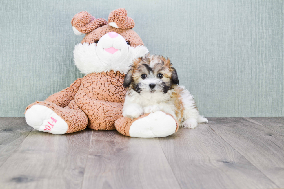 Smart Havanese Purebred Puppy