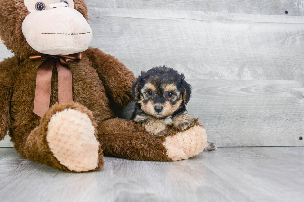 Morkie Pup Being Cute
