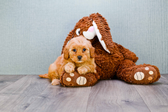 Mini Goldendoodle Pup Being Cute