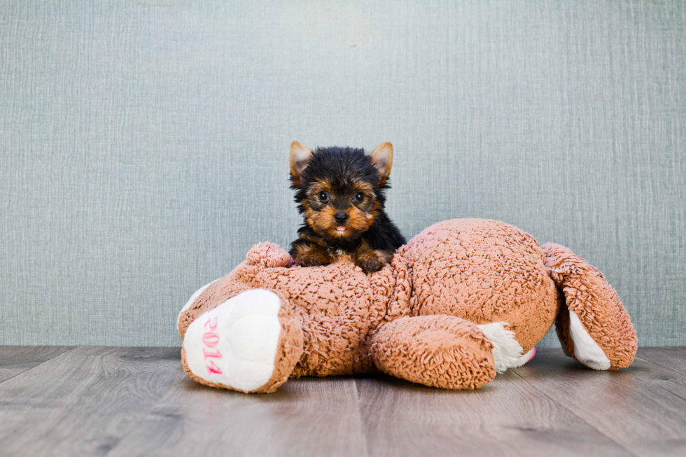 Meet Trigger - our Yorkshire Terrier Puppy Photo 