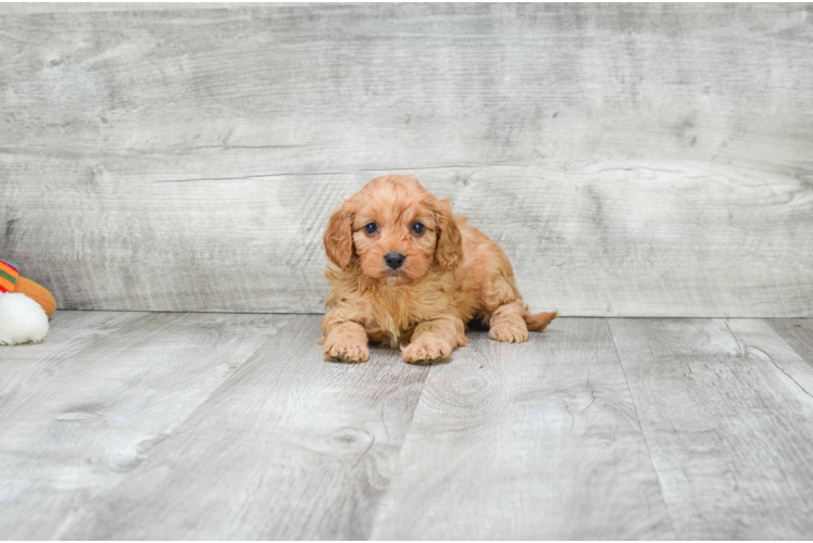 Best Cavapoo Baby