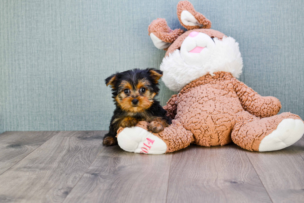 Meet Izzie - our Yorkshire Terrier Puppy Photo 