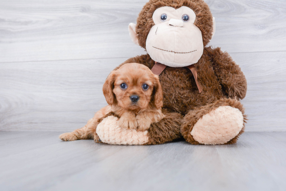 Best Cavalier King Charles Spaniel Baby