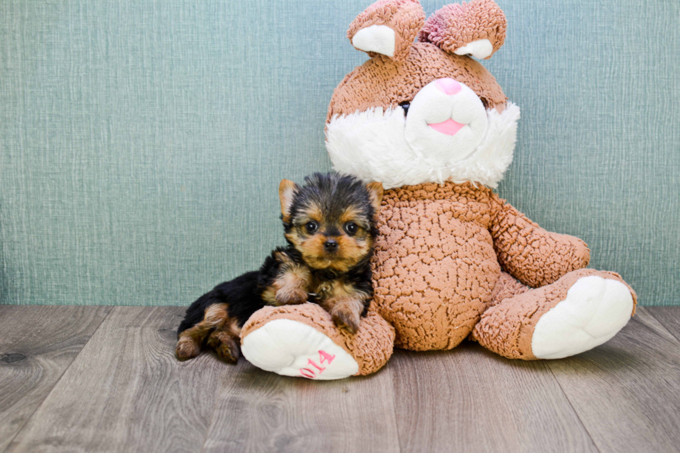 Meet Ronaldo - our Yorkshire Terrier Puppy Photo 