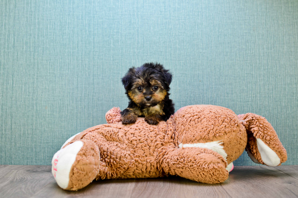 Small Morkie Baby