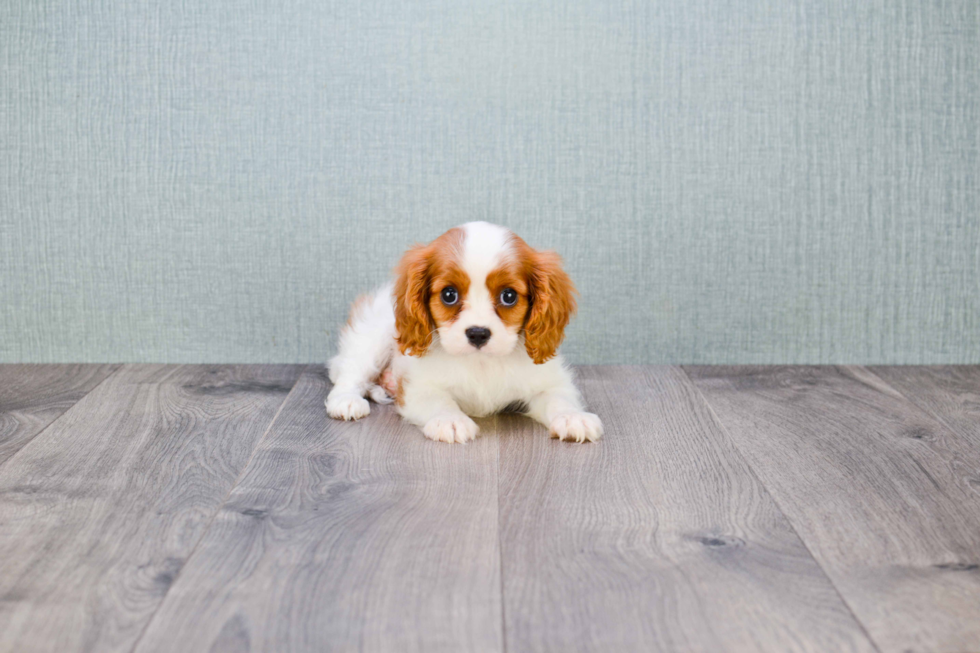 Akc Registered Cavalier King Charles Spaniel Baby