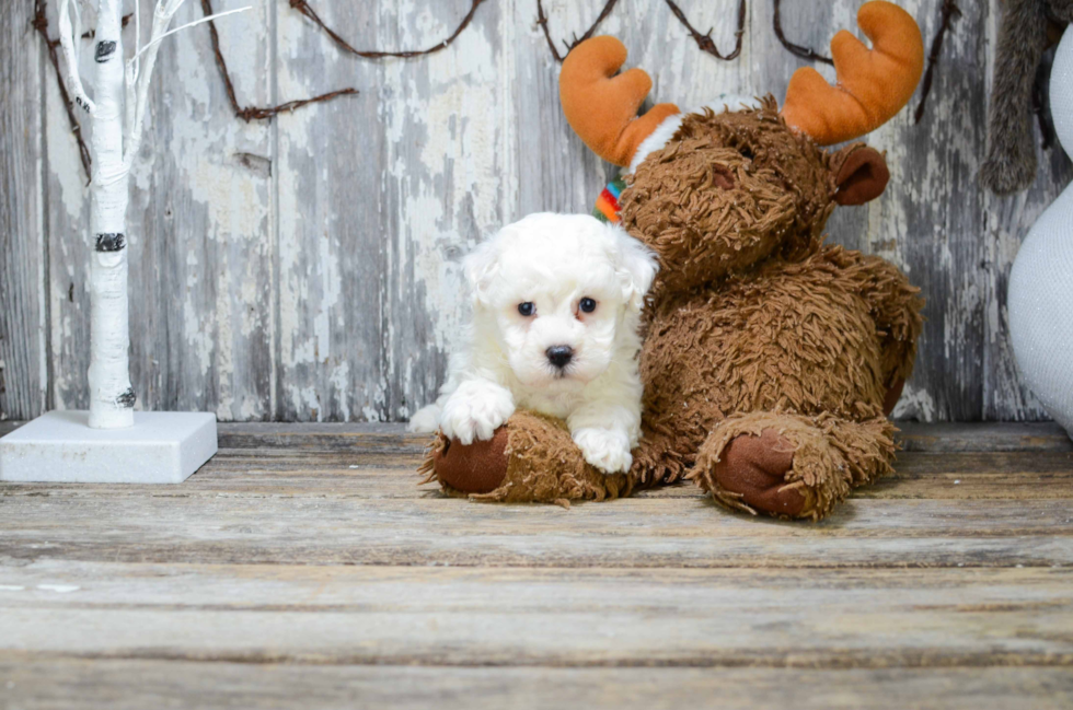 Friendly Bichon Frise Purebred Pup