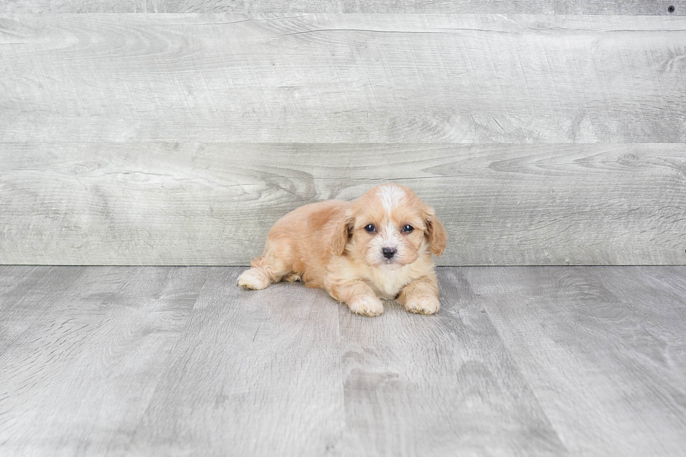 Funny Cavapoo Poodle Mix Pup