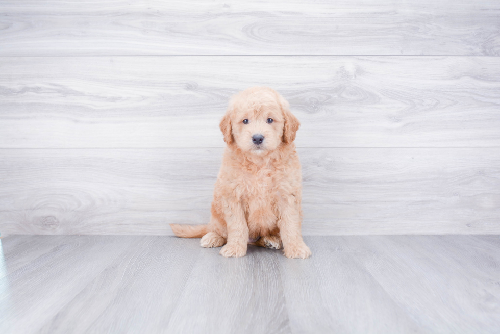 Friendly Mini Goldendoodle Baby