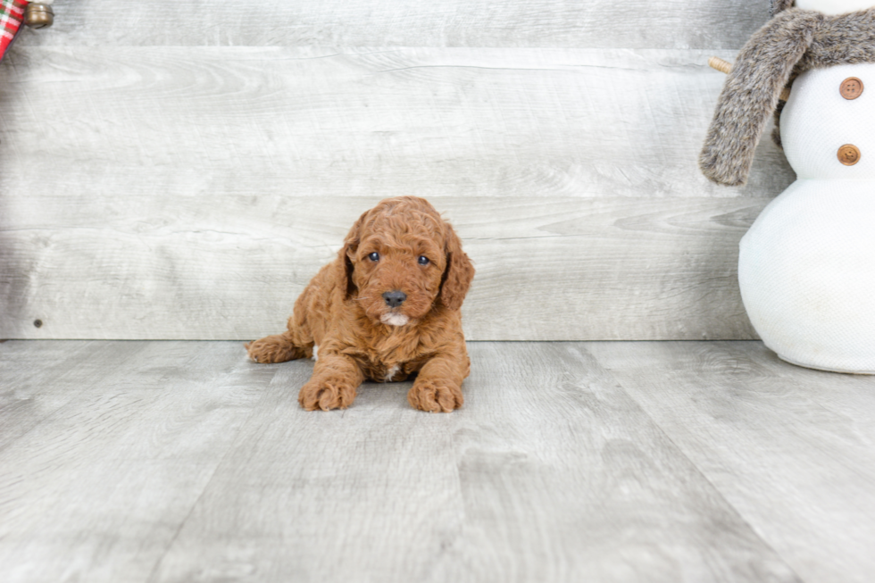 Petite Cockapoo Poodle Mix Pup