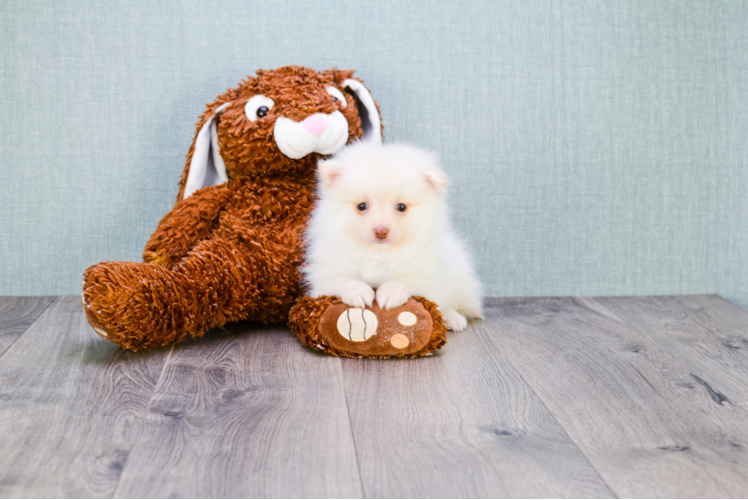 Funny Pomeranian Baby