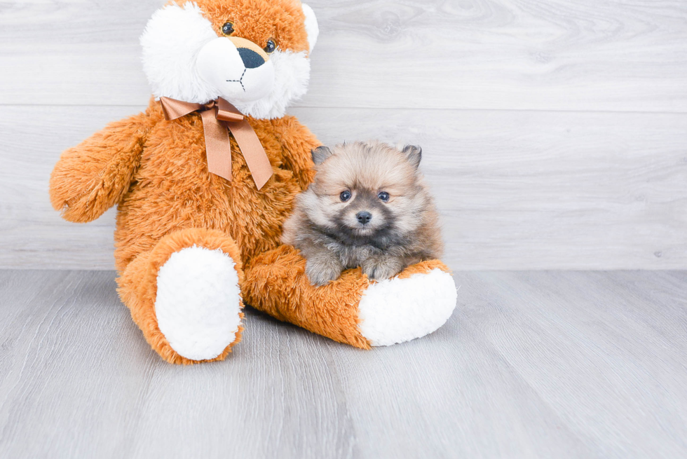 Hypoallergenic Pomeranian Baby