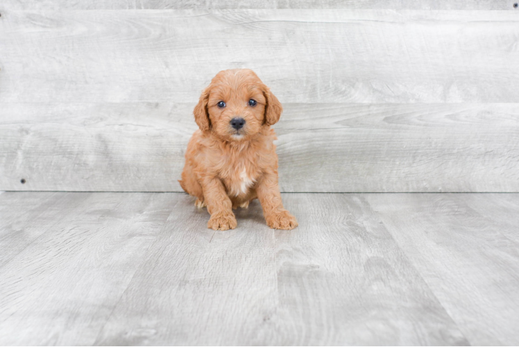 Mini Goldendoodle Pup Being Cute