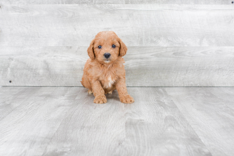 Mini Goldendoodle Pup Being Cute