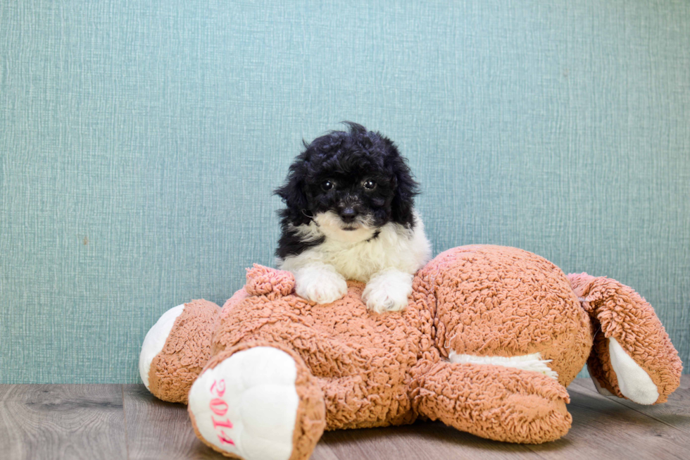 Adorable Pudle Purebred Puppy