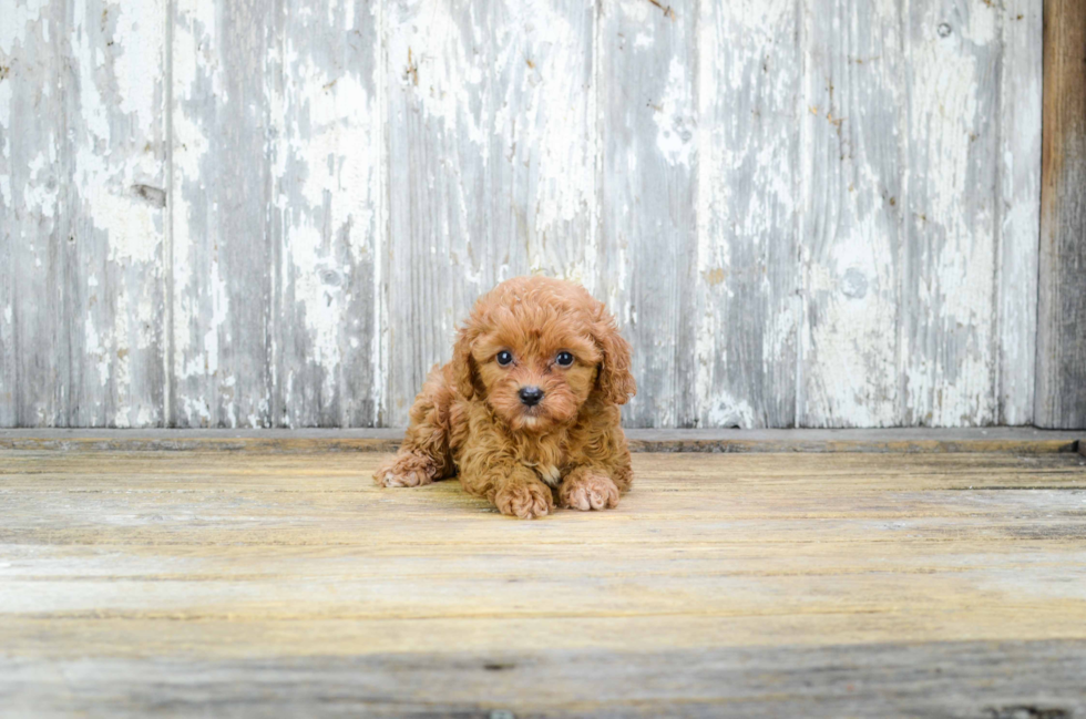 Small Cavapoo Baby