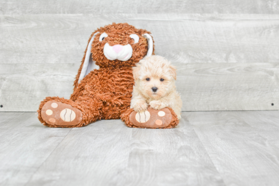 Little Maltese Poodle Poodle Mix Puppy