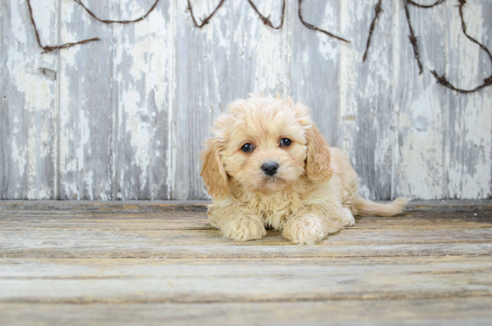 Cavapoo Pup Being Cute