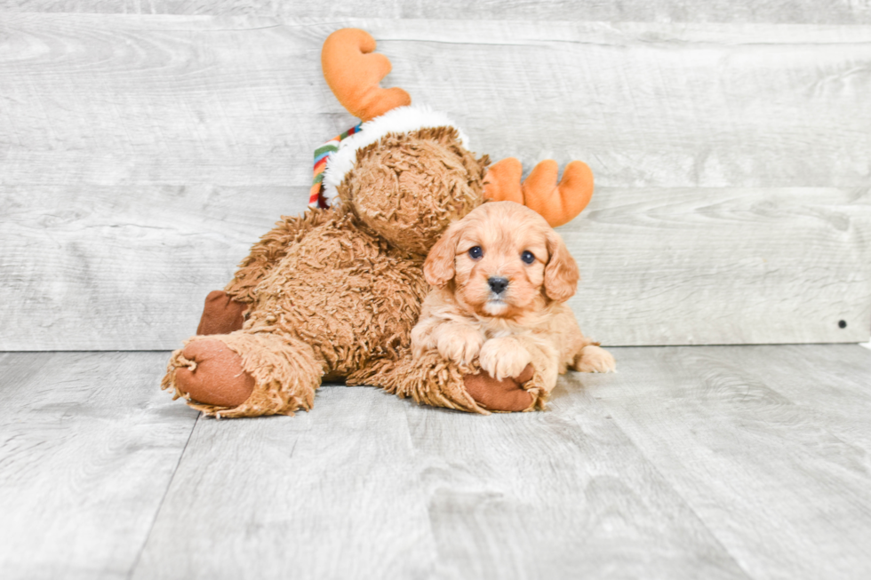 Cavapoo Puppy for Adoption