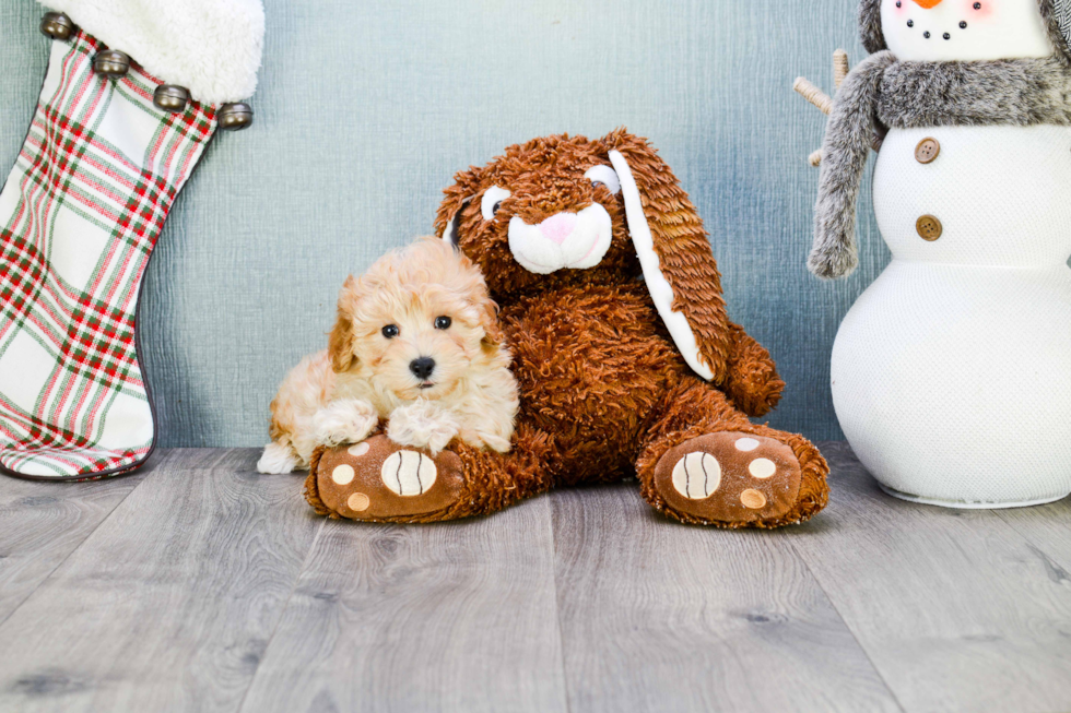 Cute Maltipoo Baby