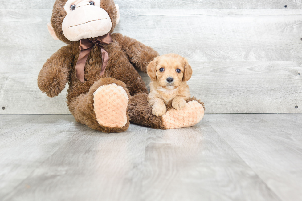 Smart Cavapoo Poodle Mix Pup